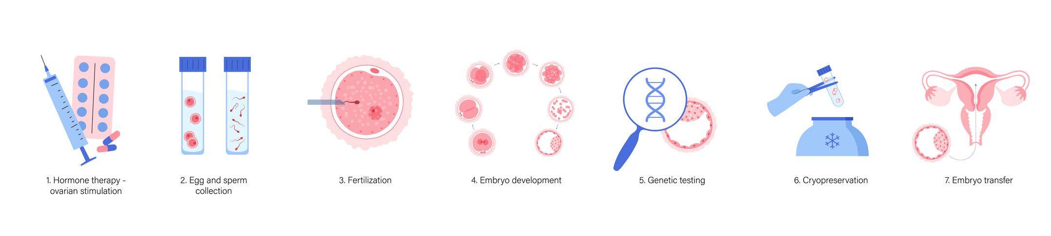 In vitro fertilization process. Embryo development in IVF stages.