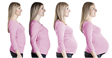 Vues de profil des différentes étapes de la grossesse