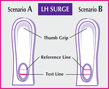 First Response ovulation test diagram showing LH surge