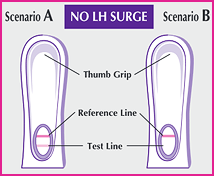 First Response ovulation test diagram showing no LH surge